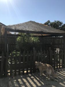 Shade for vegetable garden