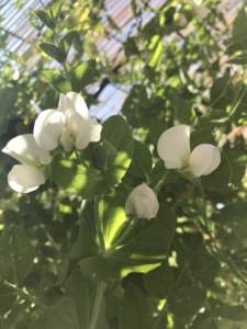 Vegetable garden with sugar snap peas.