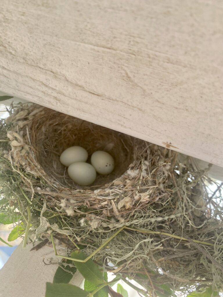 spring she shed bird nest with eggs