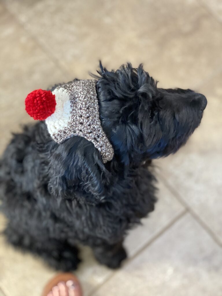 Black Goldendoodle in sock monkey hat June from juneshack