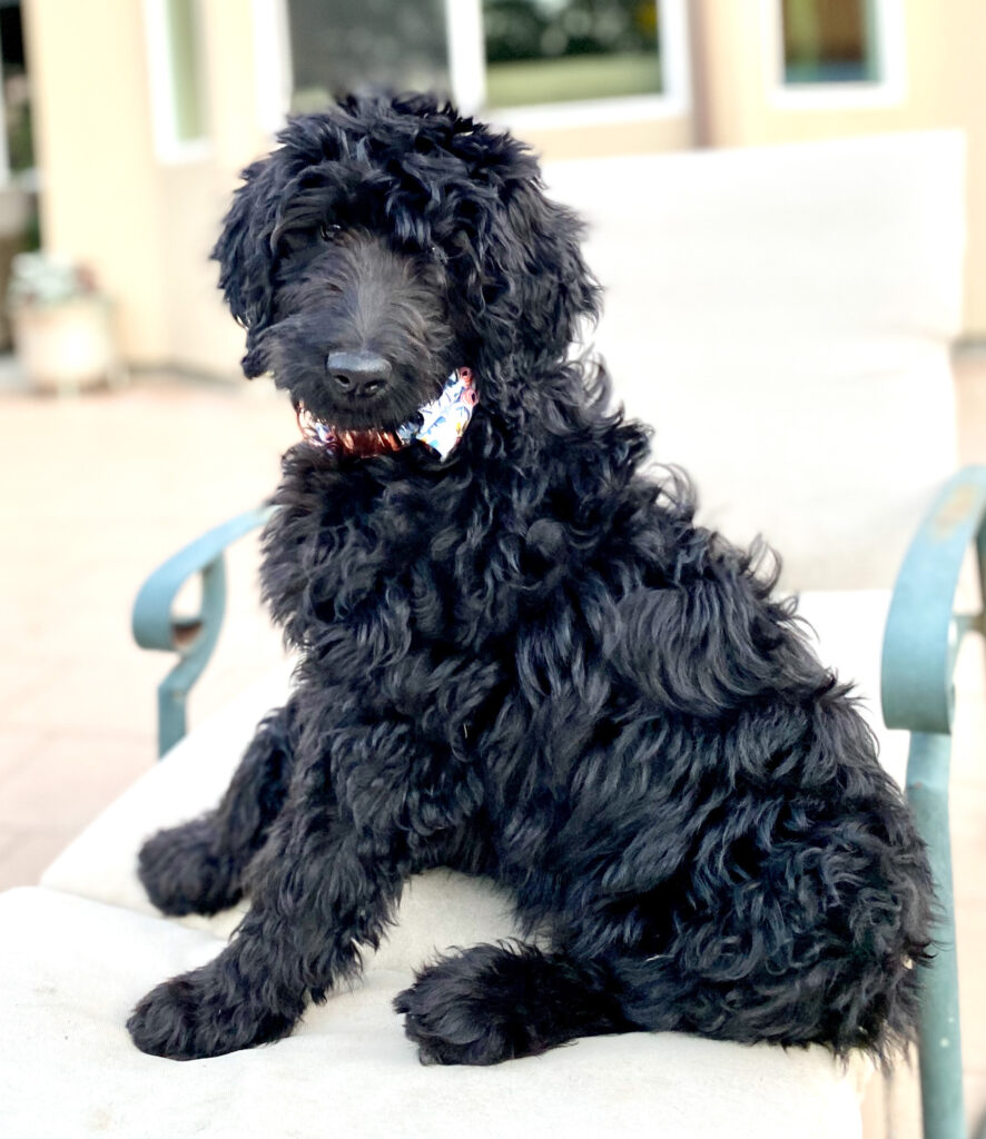 Black Goldendoodle puppy in a Packleashes collar with bow in Rose'