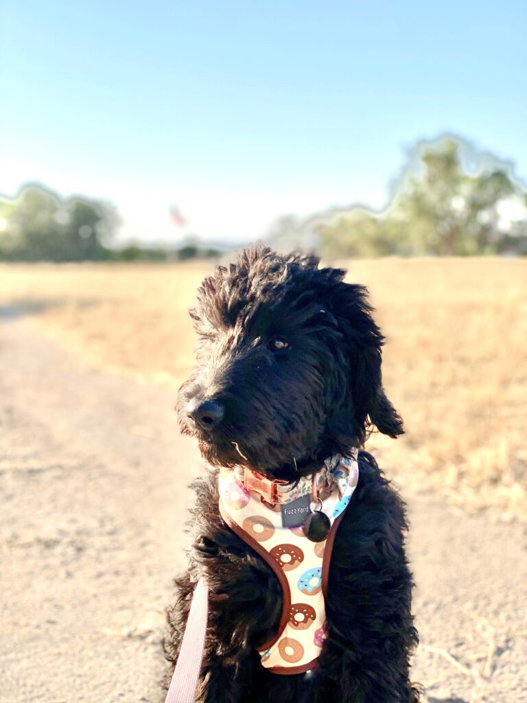 fuzzyard DONUT DOG HARNESS
