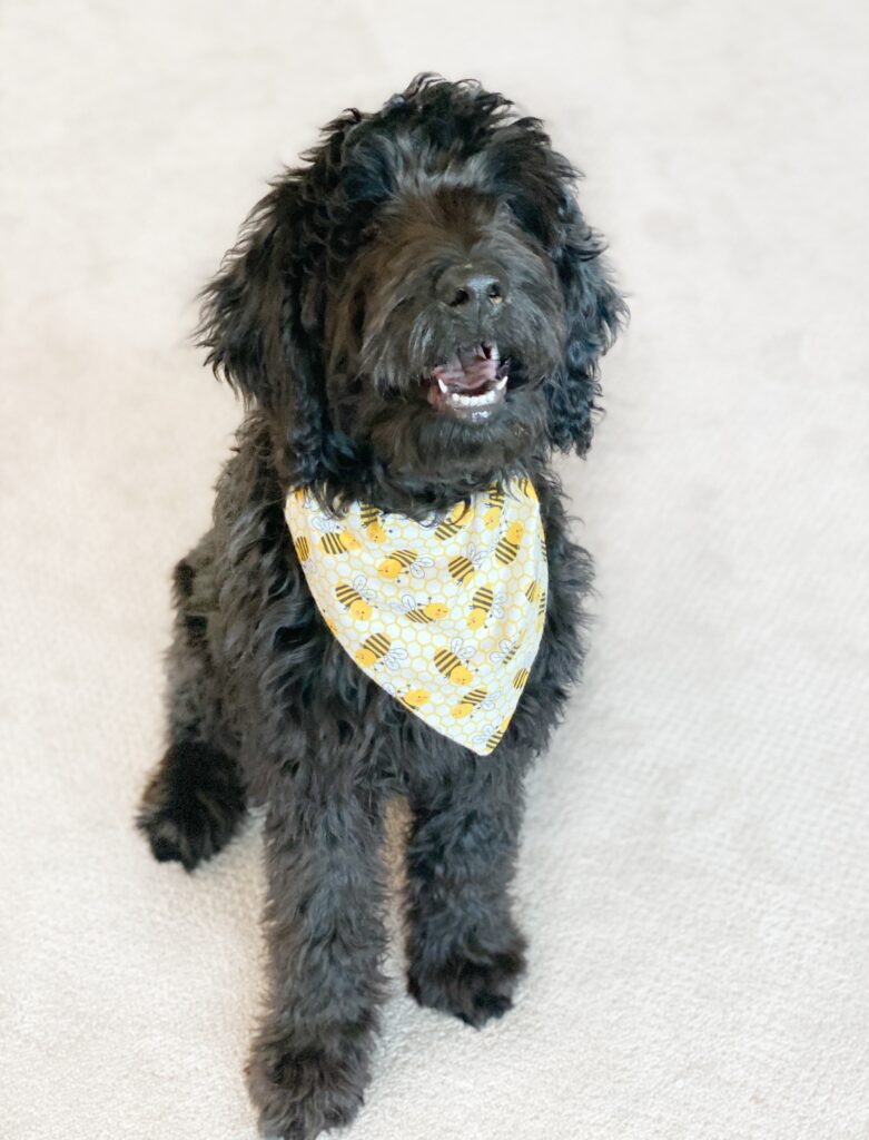 June from juneshack wearing a bee dog bandana