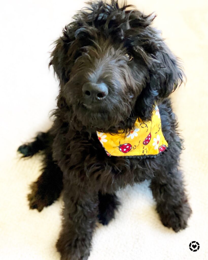 june from juneshack wearing a ladybug dog bandana