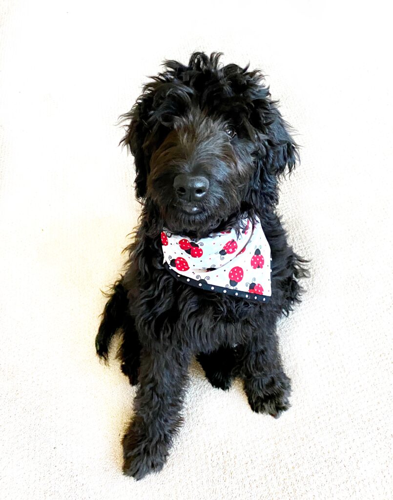 june from juneshack wearing a ladybug dog bandana