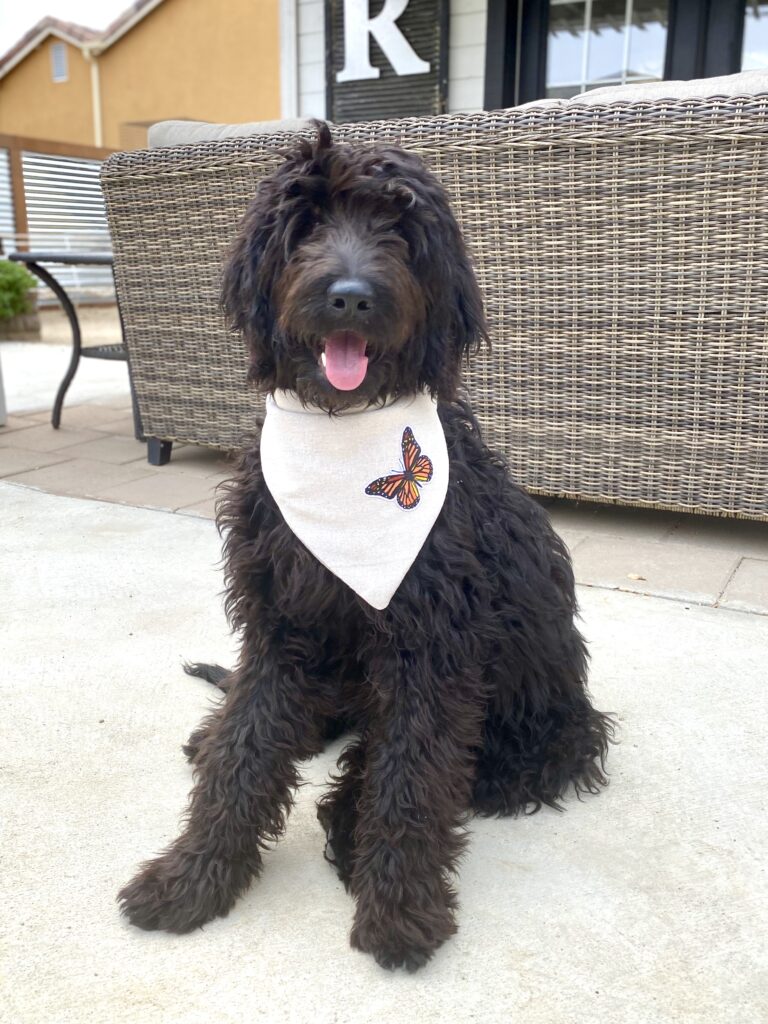 Drop Cloth Dog Bandana