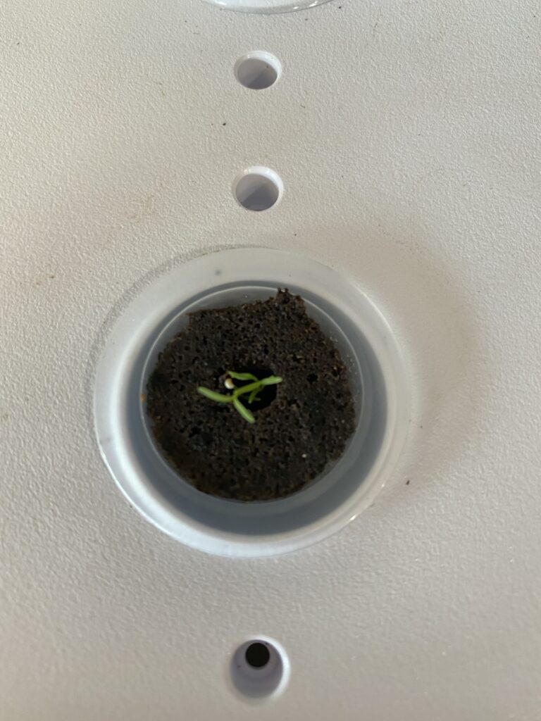 poppies growing in hydroponic garden