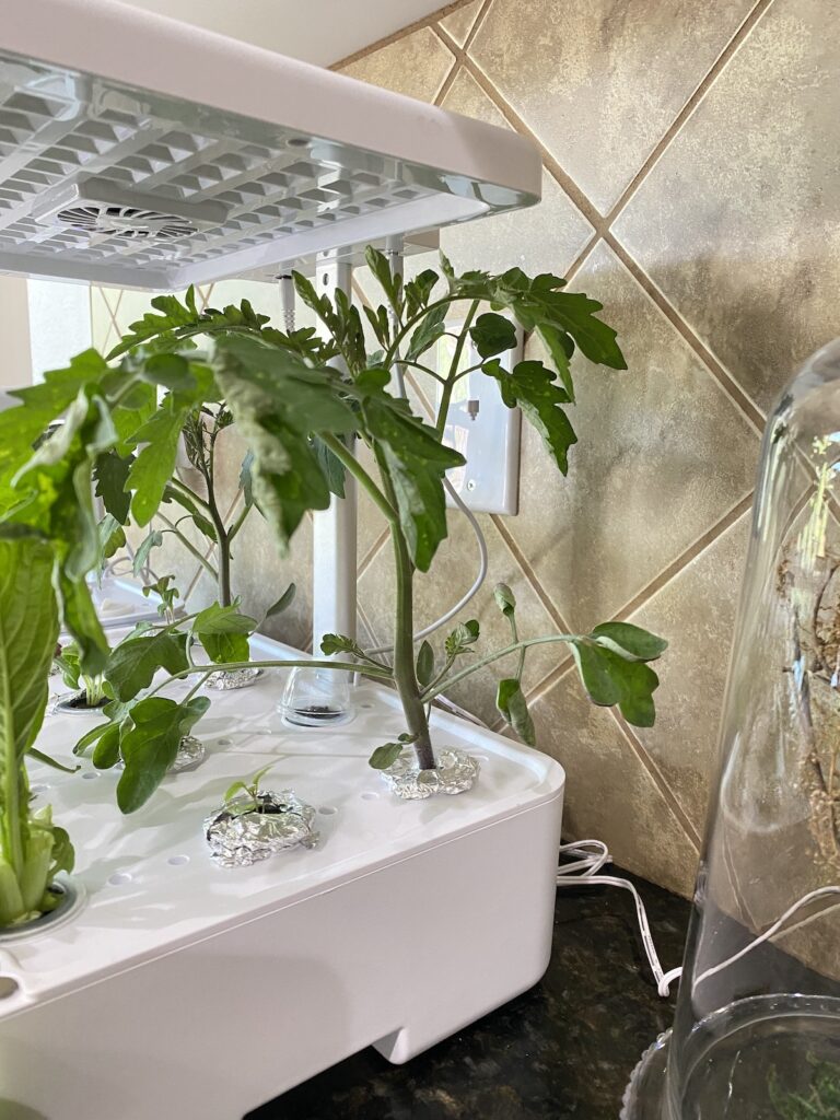 iDOO hydroponics garden system tomatoes