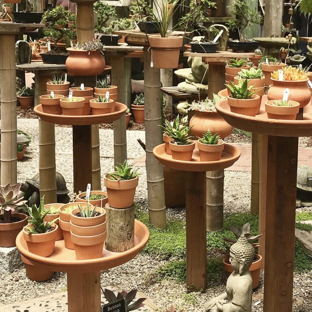 succulents displayed at a nursery